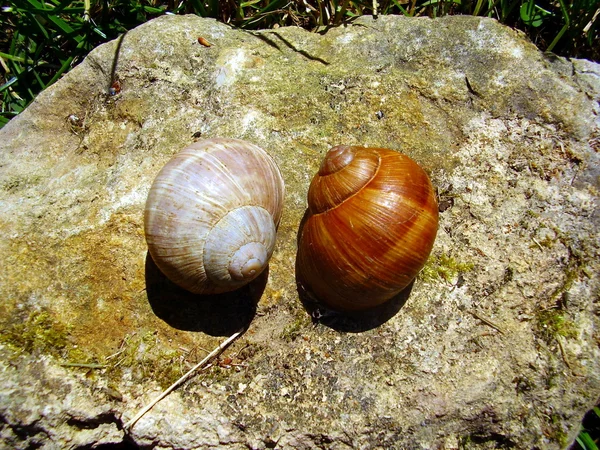 Conchas de caracol romano — Foto de Stock