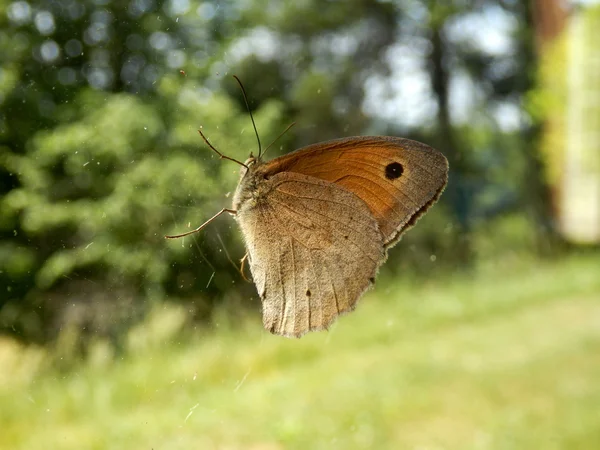 Meadow Brown Butterfly — Stock Photo, Image