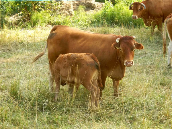 利木赞牛母牛和小牛 — 图库照片