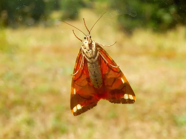 Motýl tygr Jersey — ストック写真