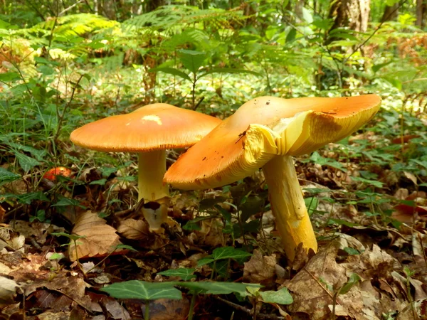 가 이사 랴 버섯 독 버섯의 일종 — 스톡 사진
