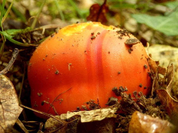 가 이사 랴 버섯 독 버섯의 일종 — 스톡 사진