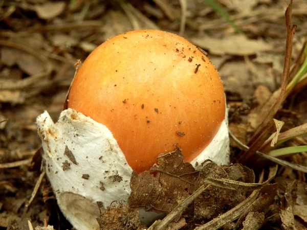 Amanita caesarea paddestoel — Stockfoto