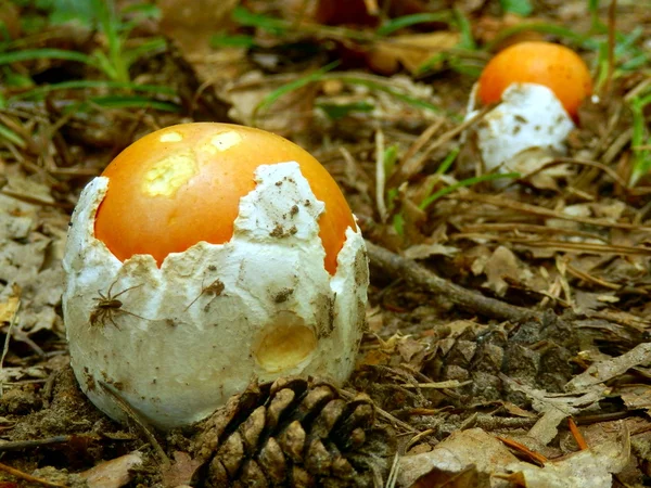 Seta Amanita Caesarea — Foto de Stock