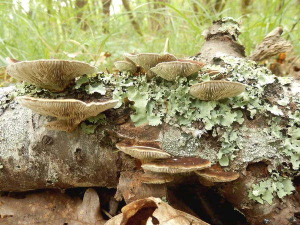 Birch Mazegill Fungus — Stock Photo, Image