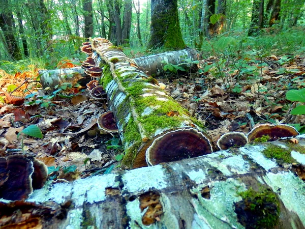 Skära stockar i skogen — Stockfoto