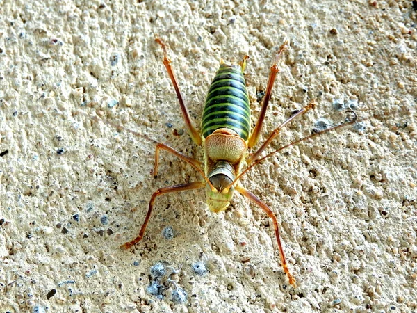 Saddle-backed Bush-cricket — Stock Photo, Image