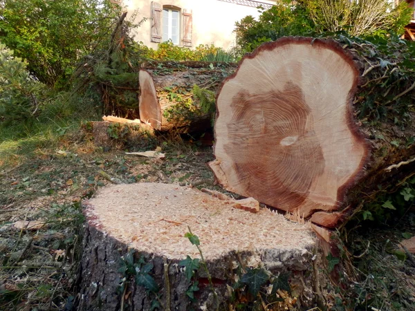 Deux Grands Épinettes Européennes Picea Abies — Photo