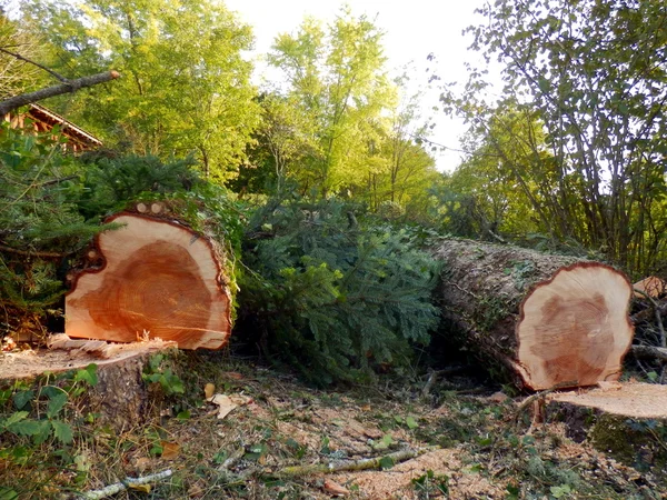 Felled European Spruce Trees — Stock Photo, Image