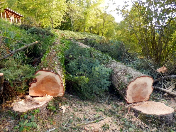 Zwei Große Gefällte Europäische Fichten Picea Abies — Stockfoto