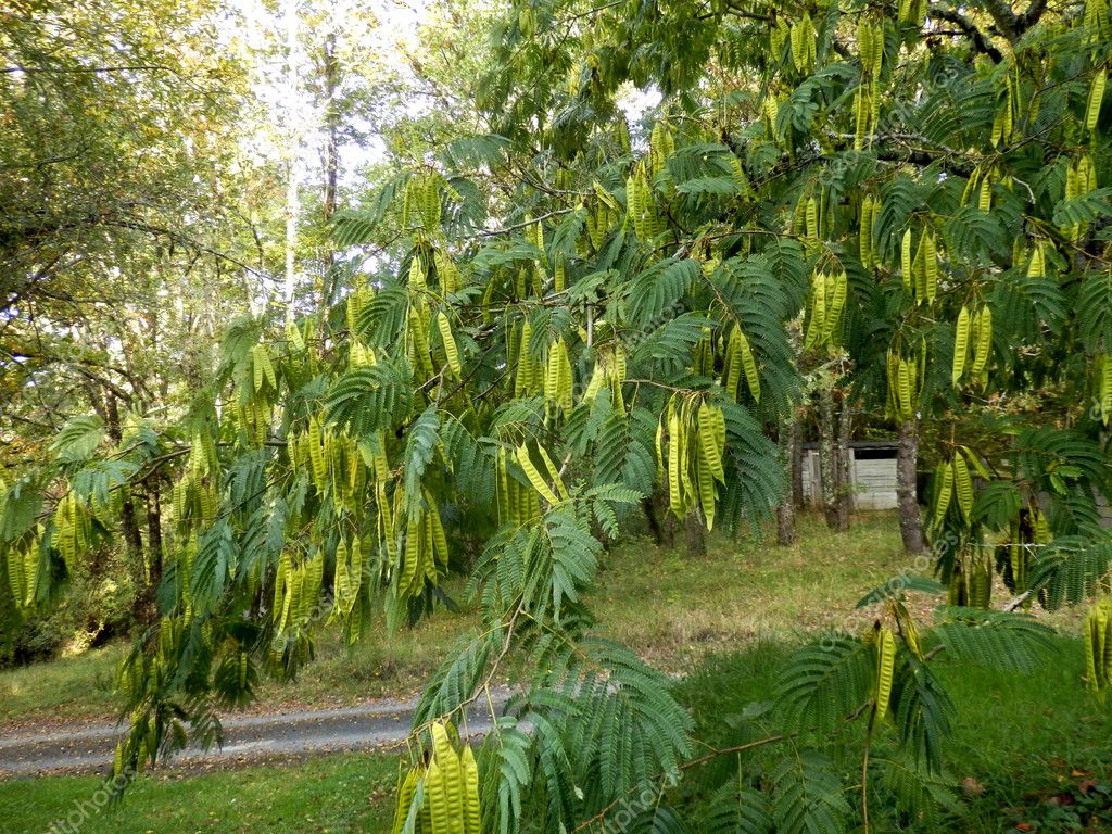 Leaves Seed Pods Persian Silk Tree Mimosa Albizia Julibrissin Stock Photo Image By C Plazaccameraman