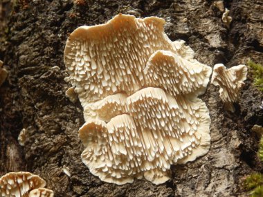 Hericium cirrhatum