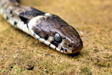 Çubuklu Çimen Yılanını Kapat (Natrix Helvetica)