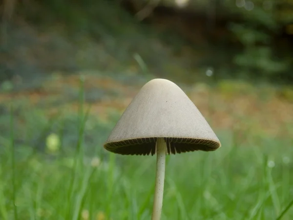 Mantar Conocybe rickenii — Stok fotoğraf