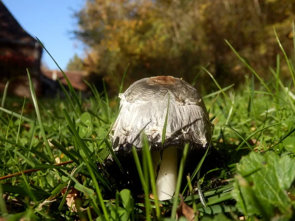 Shaggy Ink Cap — Stockfoto