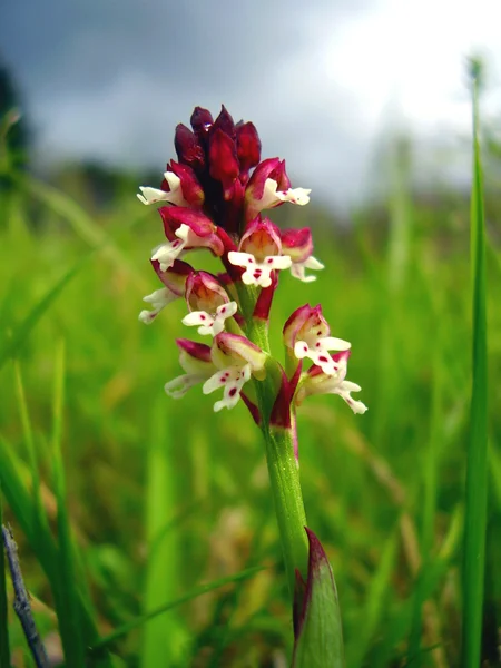 Spalony Orchidea - Neotinea ustulata — Zdjęcie stockowe