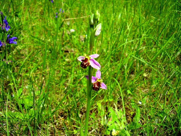 Včelí orchidej (Ophrys apifera) — Stock fotografie