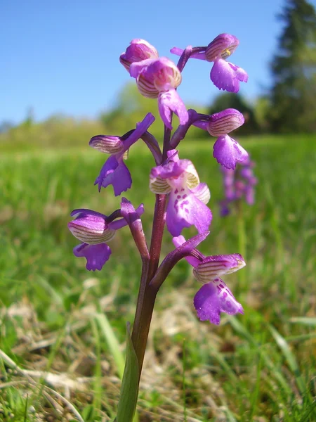 Raně fialová orchidej — Stock fotografie