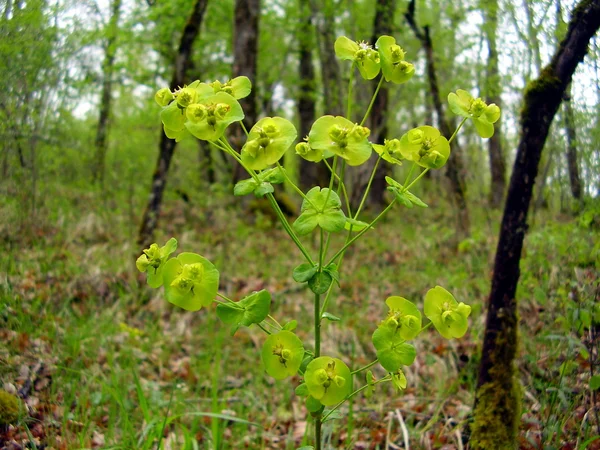 Primo Piano Del Fiore Selvatico Euphorbia Amygdaloides Aka Spurge Legno — Foto Stock