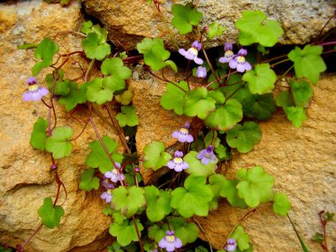 Cymbalaria muralis aka sarmaşık yapraklı toadflax veya Kenilworth taş duvara sondaki Ivy