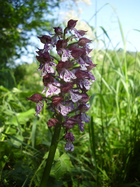 Purperorchis in een Haag — Stockfoto