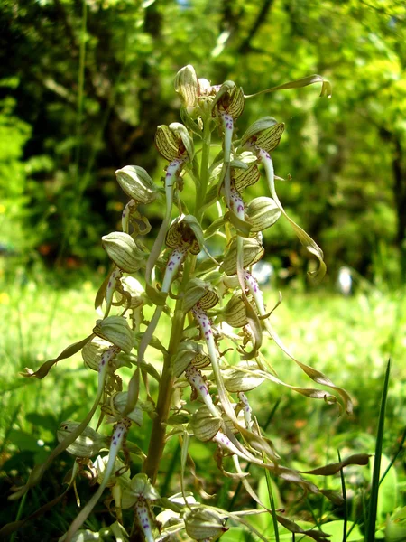 Gros plan d'une orchidée lézard — Photo