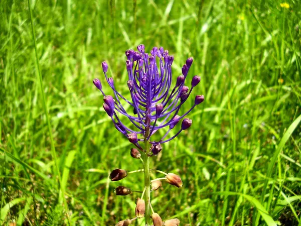 Zbliżenie Frędzel Hiacynt Muscari Comosum Jest Łące — Zdjęcie stockowe