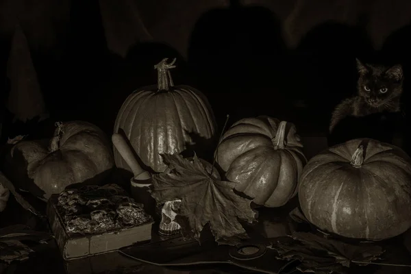 Mignon Chat Noir Assis Sur Table Parmi Les Citrouilles — Photo