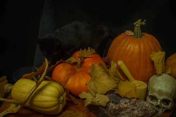 Gatto Nero Con Zucche Teschio Cappello Strega Foglie Autunnali Tavolo — Foto Stock