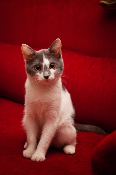 Lindo gato coño — Foto de Stock