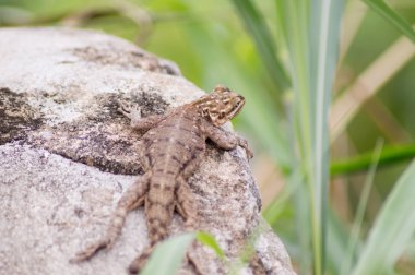 Sürüngen güneşin