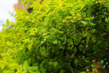 Rainy 'nin bahçesindeki yeşil yaprak doğası. Doğal yeşil yapraklar bitkileri bahar arkaplanı olarak kullanır. Çevre çevresi ya da yeşillik duvar kağıdı