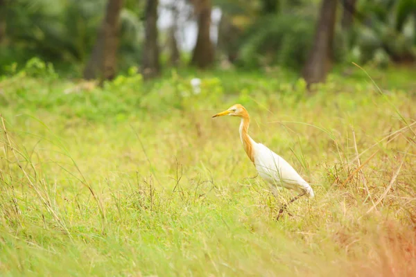 Garceta Bovina Pájaro Blanco Encontrado Hermosa Naturaleza Mumbai — Foto de Stock