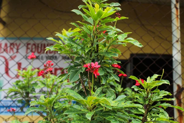 Flor Roja Con Fondo Liso Naturaleza —  Fotos de Stock