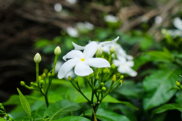 Fleur Blanche Avec Fond Lisse Nature — Photo