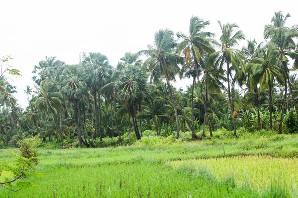 Belle Ferme Cocotiers Inde — Photo