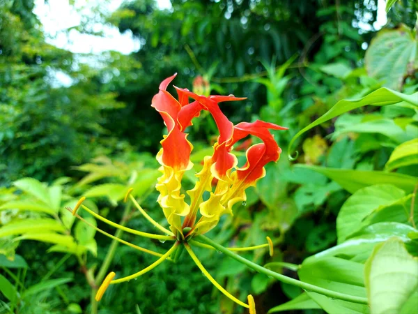 Gloriosa Superba Escalada Lily Alpinista Com Flores Vermelhas Amarelas Espetaculares — Fotografia de Stock