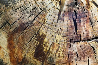 Ağaç kes. Ahşap doku