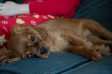 Yeni yıl pijamalı bir kızın yanındaki kanepede tatlı bir Kral Charles köpeği yatıyor. Yüksek kalite fotoğraf