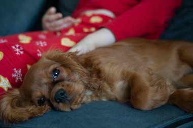 Yeni yıl pijamalı bir kızın yanındaki kanepede tatlı bir Kral Charles köpeği yatıyor. Yüksek kalite fotoğraf