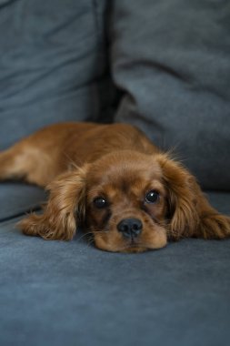 Şirin Şövalye Kral Charles kanepede yatıyor. Yüksek kalite fotoğraf