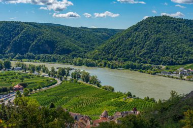 Avusturya 'daki Wachau Vadisi' ndeki üzüm bağları.