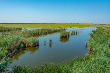 Macaristan 'da bir yaz günü hortobagy akvaryumları.