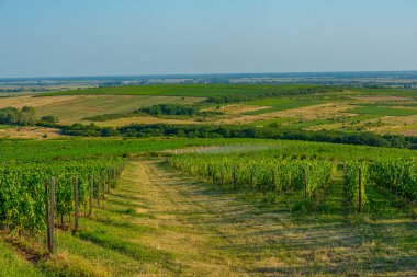 Macaristan 'ın Tokaj bölgesindeki üzüm bağlarının panorama manzarası.