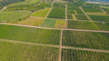 Macaristan 'ın Tokaj bölgesindeki üzüm bağlarının panorama manzarası.
