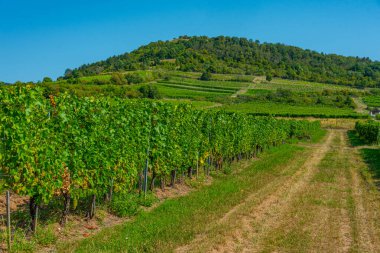 Macaristan 'ın Tokaj bölgesindeki üzüm bağlarının panorama manzarası.