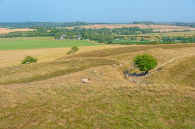 İngiltere 'de Dorchester yakınlarındaki Maiden kalesinde koyun otlaması.