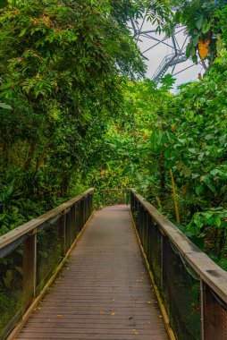 İngiltere, Cornwall 'daki Eden Projesi' ndeki serada tepe örtüsü yürüyüşü.