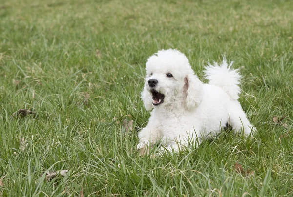 White poodle in the grass — Stock Photo, Image