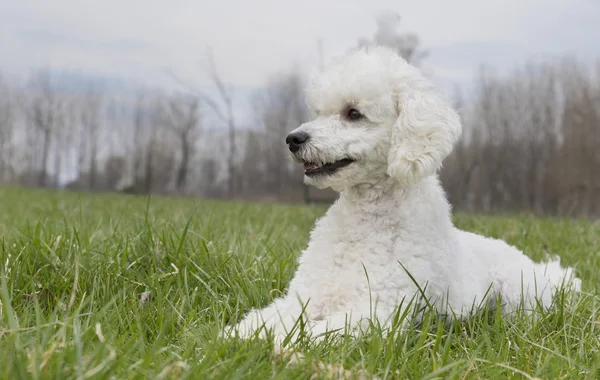 White poodle in the grass — Stock Photo, Image